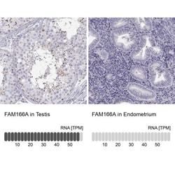 FAM166A Antibody, Novus Biologicals:Antibodies:Primary Antibodies